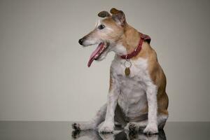 studio tiro di un vecchio, adorabile Jack russell terrier foto