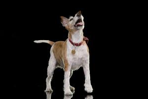 studio tiro di un vecchio, adorabile Jack russell terrier foto