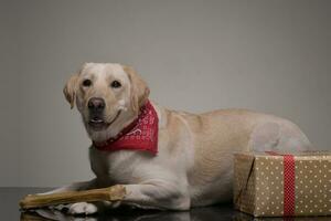 un adorabile d'oro cane da riporto con Natale i regali foto