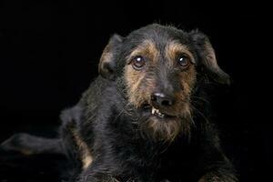 ritratto di un arrabbiato misto razza cane foto