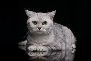 studio tiro di un adorabile Britannico capelli corti gatto foto