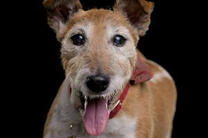 ritratto di un vecchio, adorabile Jack russell terrier foto