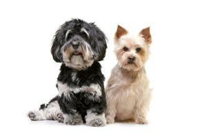 studio tiro di un adorabile bichon havanese e un' yorkshire terrier foto