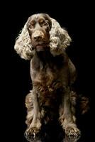 studio tiro di un adorabile inglese cocker spaniel foto