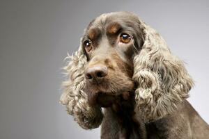 ritratto di un adorabile inglese cocker spaniel foto