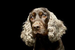 ritratto di un adorabile inglese cocker spaniel foto