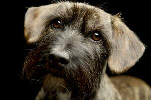 ritratto di un adorabile misto razza cane foto