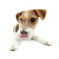 studio tiro di un adorabile Jack russell terrier foto