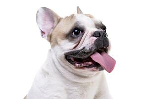 ritratto di un adorabile francese bulldog foto