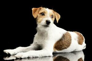 studio tiro di un adorabile Jack russell terrier foto