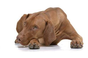 studio tiro di un adorabile ungherese vizsla foto