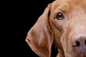 vicino ritratto di un adorabile ungherese vizsla magiare vizsla foto