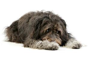 studio tiro di un adorabile misto razza cane foto