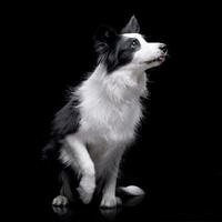 studio tiro di un adorabile confine collie foto