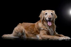 studio tiro di un adorabile d'oro cane da riporto foto