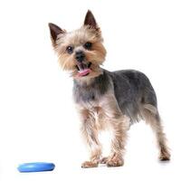 un' carino yorkshire terrier con un' blu gomma da cancellare squillare foto