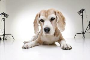 studio tiro di un adorabile beagle foto