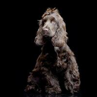 studio tiro di un adorabile inglese cocker spaniel foto