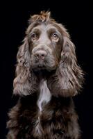 studio tiro di un adorabile inglese cocker spaniel foto