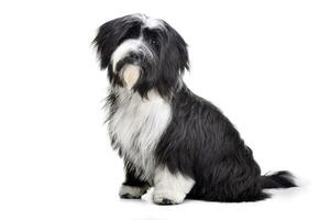 studio tiro di un adorabile tibetano terrier foto