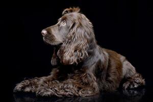 studio tiro di un adorabile inglese cocker spaniel foto