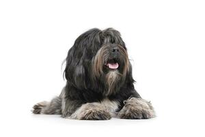 studio tiro di un adorabile tibetano terrier dire bugie con lungo, occhi copertura capelli foto