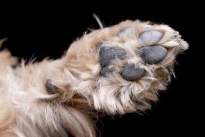 studio tiro di un' carino yorkshire terrier zampa foto
