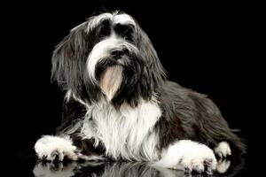 studio tiro di un adorabile tibetano terrier foto