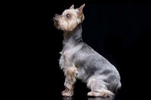 studio tiro di un' carino yorkshire terrier foto