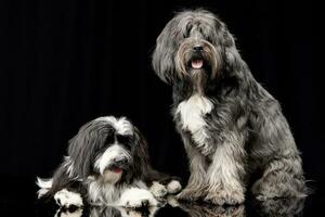 studio tiro di Due adorabile tibetano terrier foto