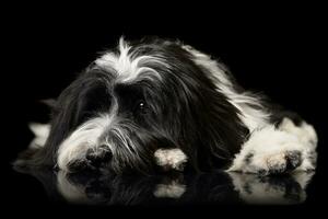 studio tiro di un adorabile tibetano terrier dire bugie su nero sfondo e guardare triste foto