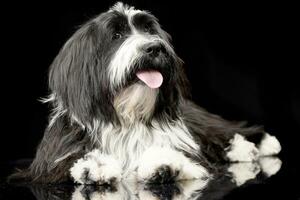 studio tiro di un adorabile tibetano terrier foto