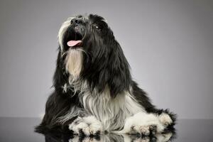 studio tiro di un adorabile tibetano terrier guardare soddisfatto foto