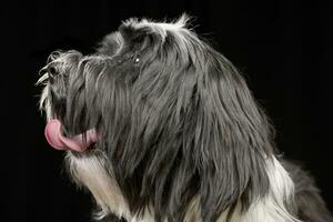 ritratto di un adorabile tibetano terrier foto