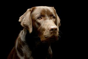 ritratto di un adorabile labrador cane da riporto foto