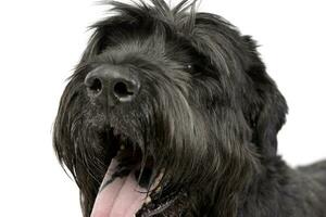 ritratto di un adorabile nero russo terrier foto