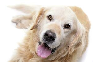 studio tiro di un adorabile d'oro cane da riporto foto