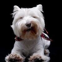 studio tiro di un adorabile ovest montanaro bianca terrier foto