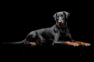 studio tiro di un adorabile dobermann foto