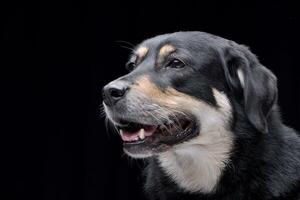 ritratto di un adorabile misto razza cane foto