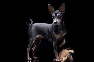 studio tiro di un adorabile pinscher cane foto