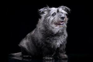 studio tiro di un adorabile misto razza cane foto