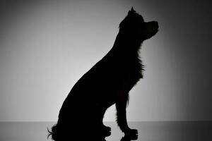 silhouette di un adorabile yorkshire terrier foto