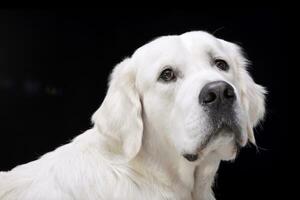 ritratto di un adorabile d'oro cane da riporto foto