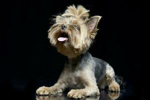 studio tiro di un adorabile yorkshire terrier foto