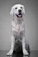 studio tiro di un adorabile d'oro cane da riporto foto