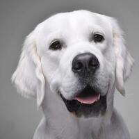 ritratto di un adorabile d'oro cane da riporto foto