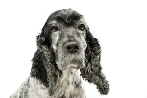 ritratto di un adorabile inglese cocker spaniel foto