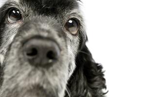 ritratto di un adorabile inglese cocker spaniel foto