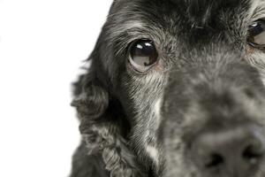 ritratto di un adorabile inglese cocker spaniel foto